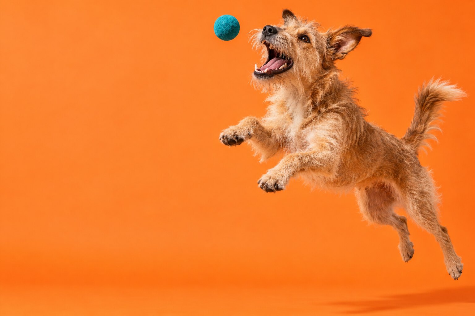 A scruffy tan dog leaps to catch a teal ball against an orange backdrop